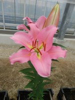 [4536 VH12 No02.JPG]